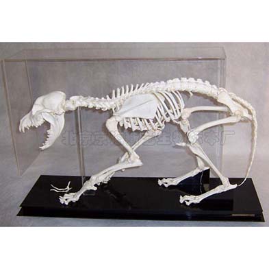狗骨骼标本