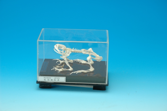 蛙骨骼标本.JPG