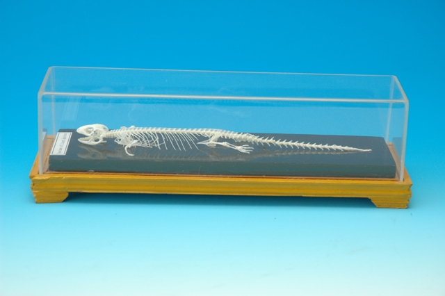 蜥蜴骨骼标本.JPG