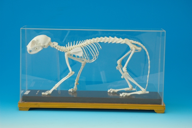 猫骨骼标本
