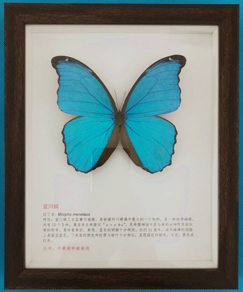 大蓝闪蝶标本